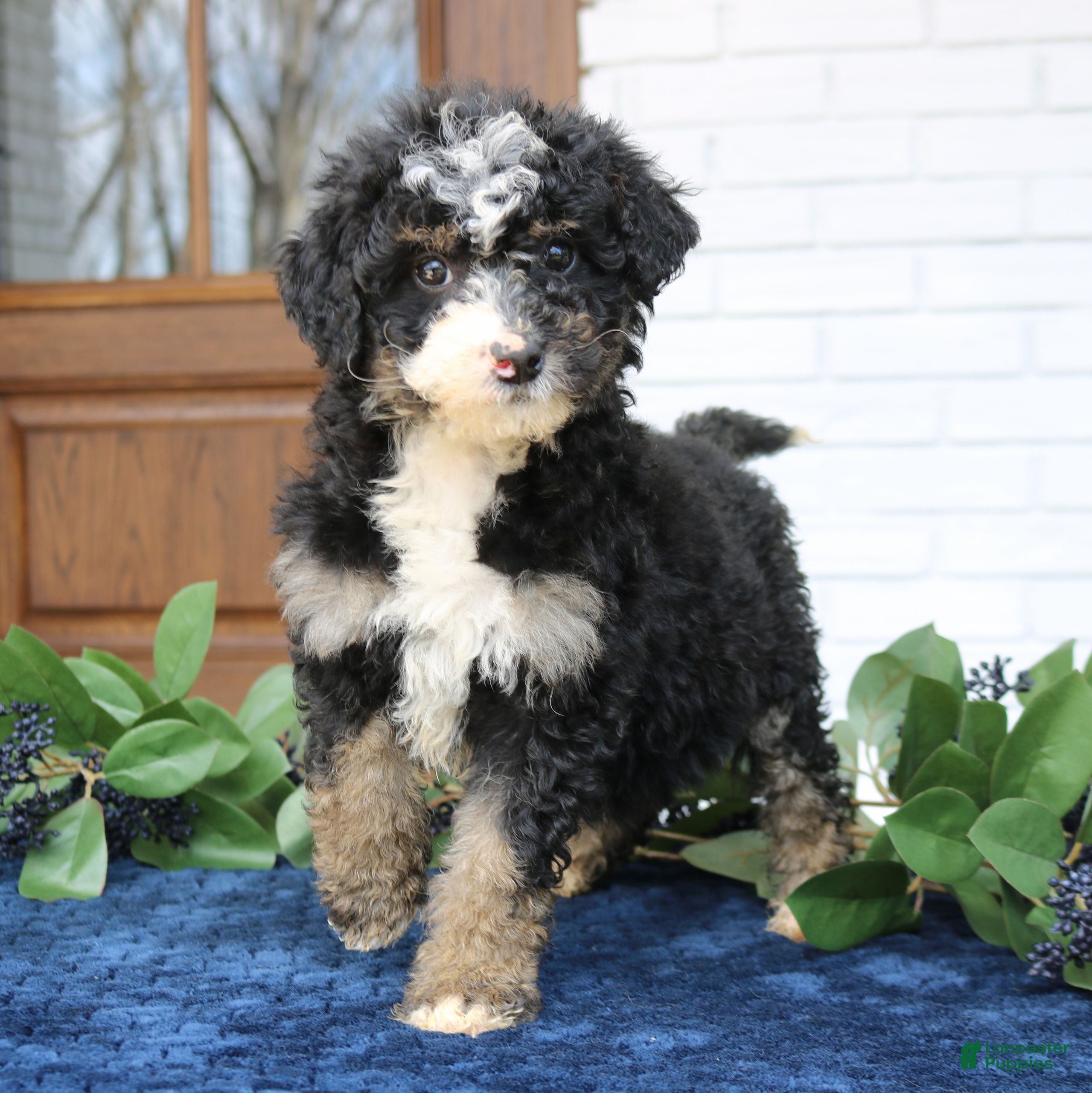 Mini Bernedoodle dogs Sadie  - Ad 1