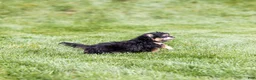 Teddy Bear dogs for sale: Ellen - Ad 3