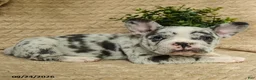 French Bulldog dogs for sale: Cosmos - Ad 4