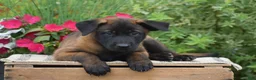 Belgian Malinois dogs for sale: Mavis - Ad 3