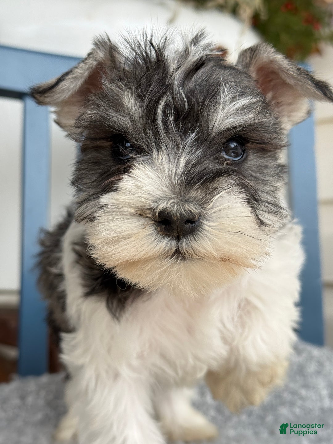 Miniature Schnauzer dogs for sale: Dancer - Ad 13