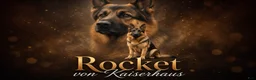 German Shepherd dogs for sale: Diva - Ad 8