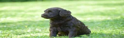 Portuguese Water Dog dogs for sale: Molly - Ad 9