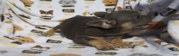 French Bulldog dogs for sale: French Bulldog 3 - Ad 5