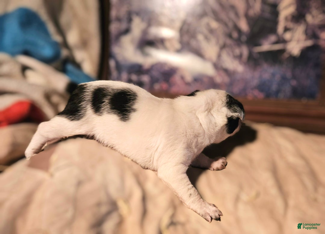 Chihuahua dogs for sale: Rocky - Ad 9