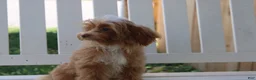 Shihpoo dogs for sale: Theo - Ad 9