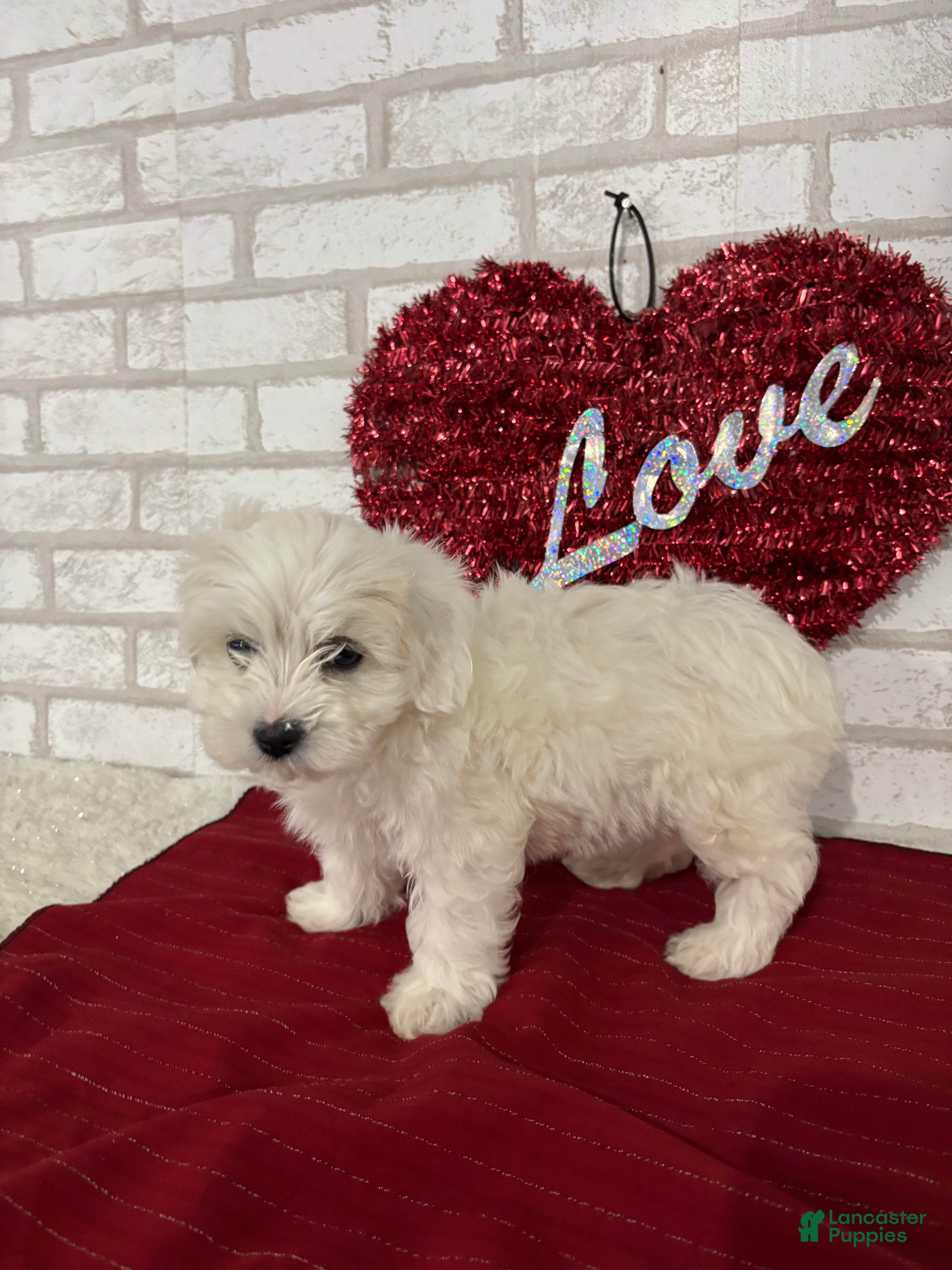 Maltipoo dogs Snowball - Ad 1