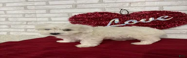 Snowball