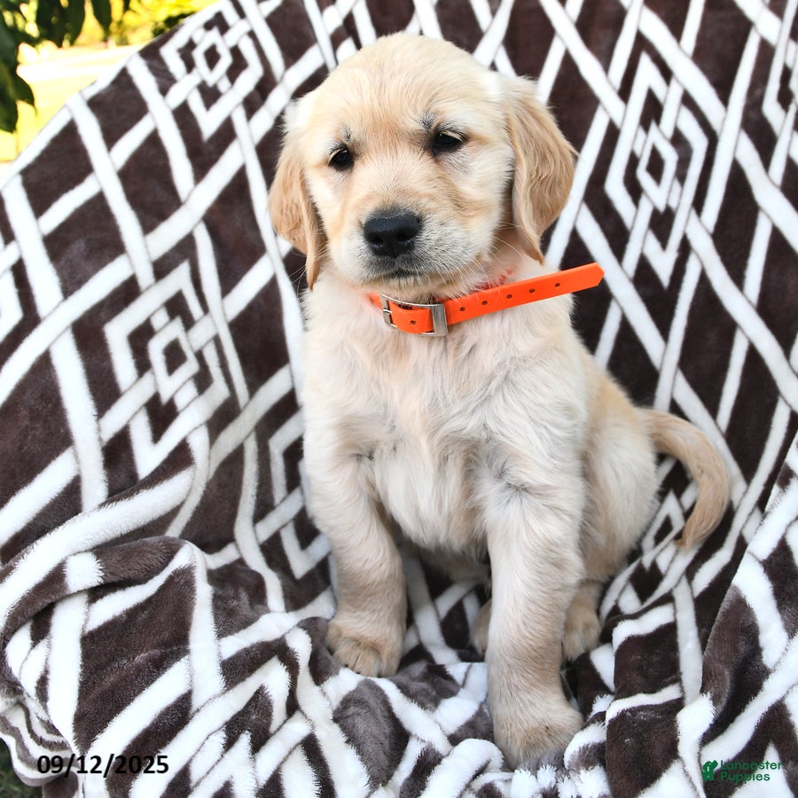 Life Expectancy Average Golden Retriever Cost Golden Retriever