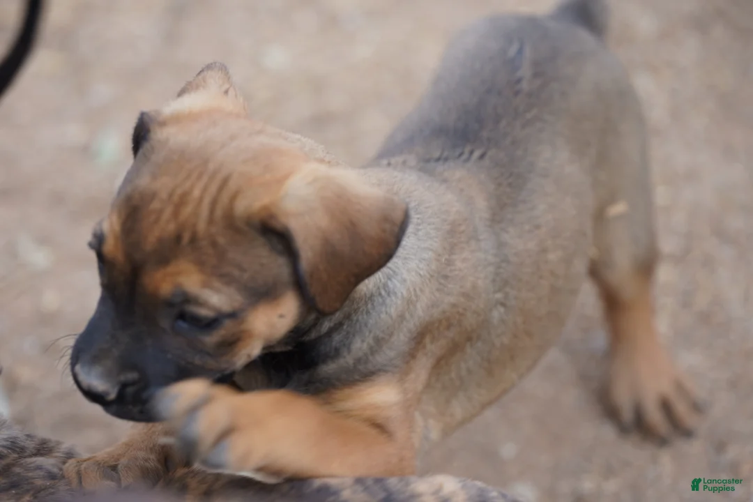 Mixed Breed dogs for sale: Bandogge Sable F1 - Ad 2