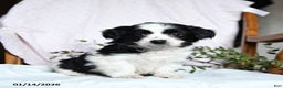 Mixed Breed dogs for sale: Oreo - Ad 1