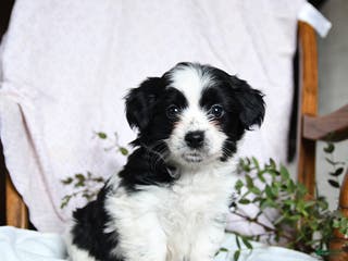 Mixed Breed dogs Oreo - Ad 37