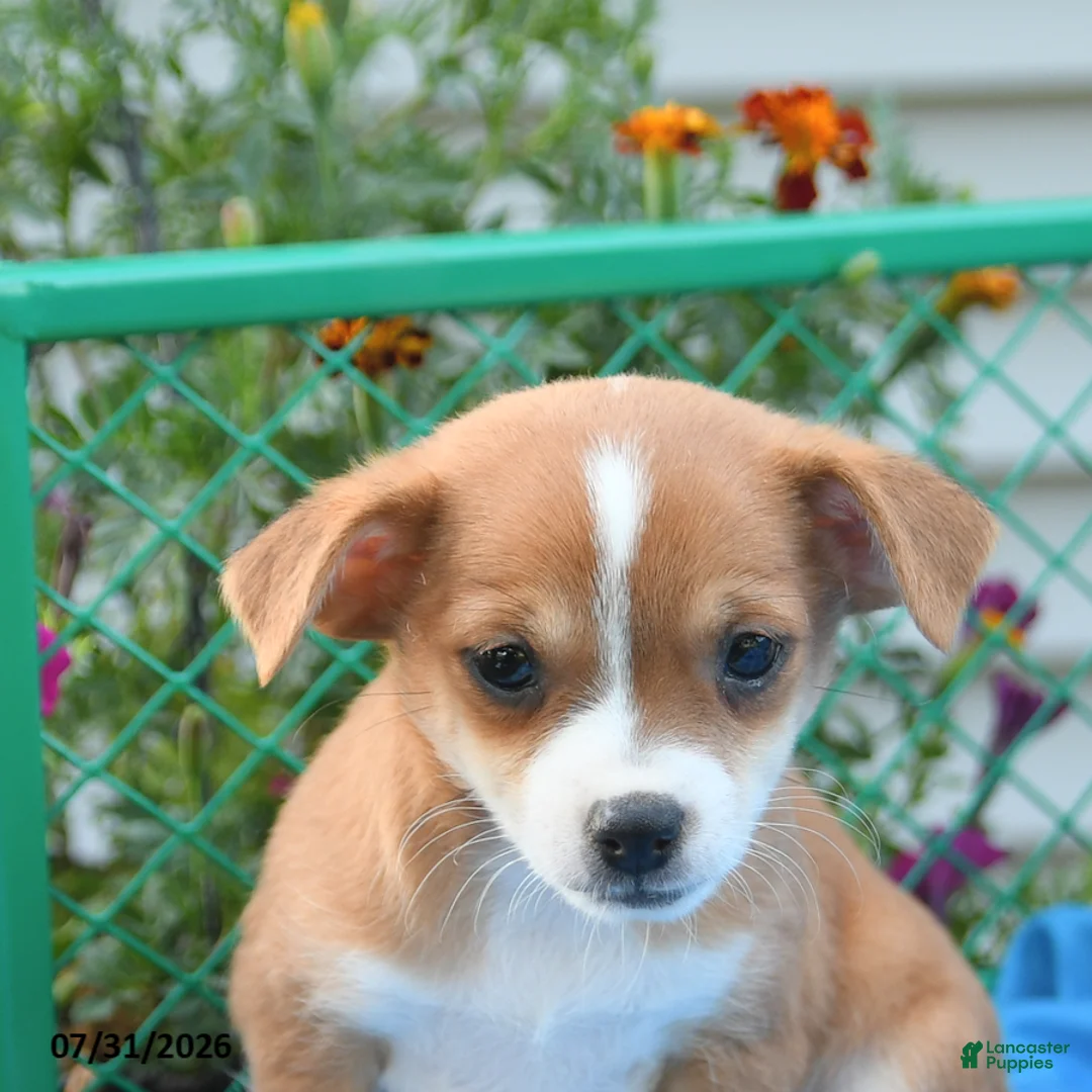 Mixed Breed dogs for sale: Texas - Ad 5