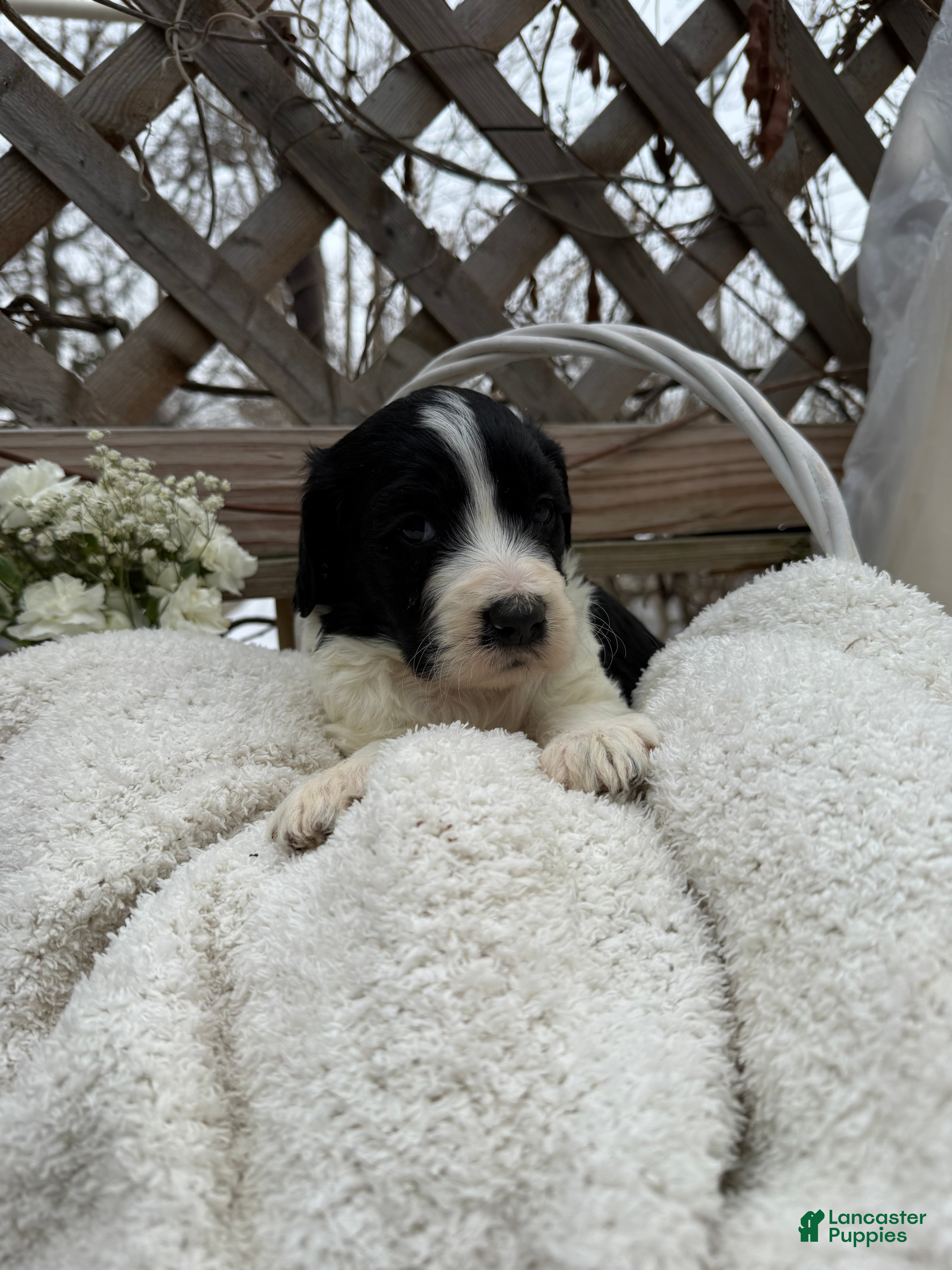 Goldendoodle dogs Cookie - Ad 2