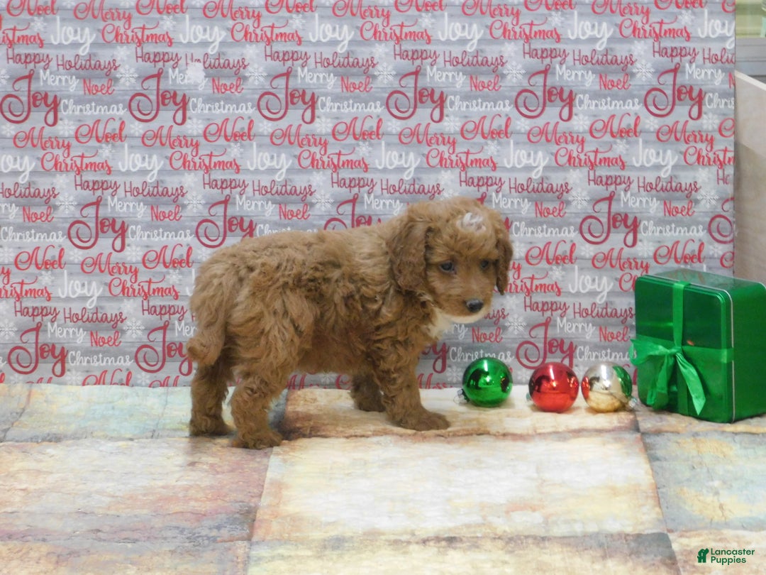 Goldendoodle dogs for sale: Mini Riley - Ad 9