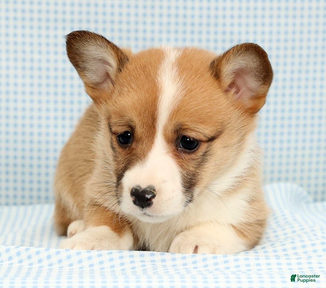 Welsh Corgi Pembroke dogs for sale: India - Ad 3