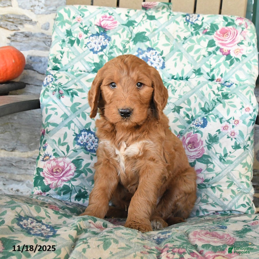 Goldendoodle dogs for sale: Randy - Ad 1