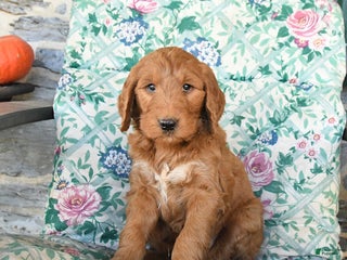 Goldendoodle dogs Randy - Ad 33