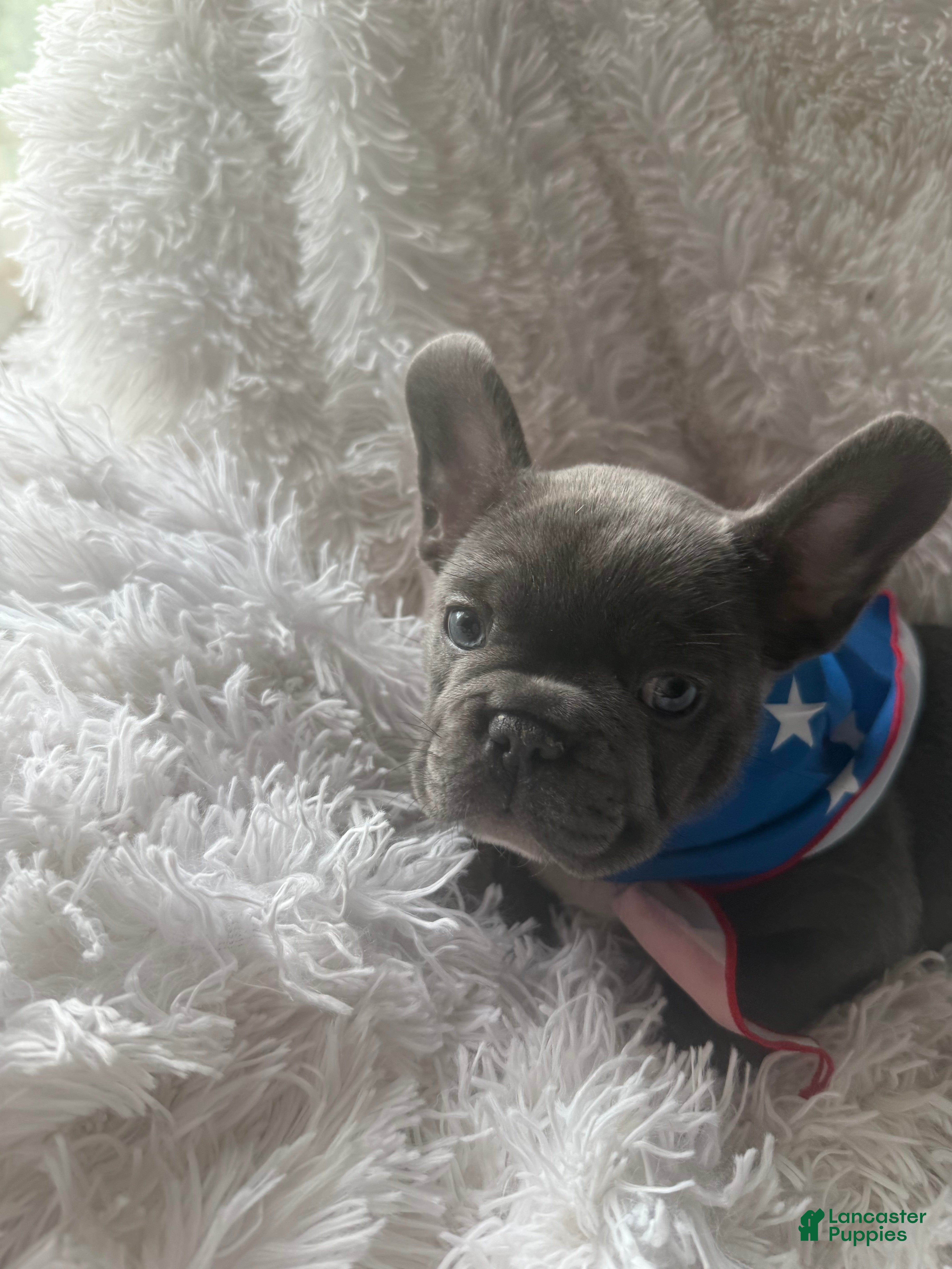 French Bulldog dogs for sale: George - Ad 3
