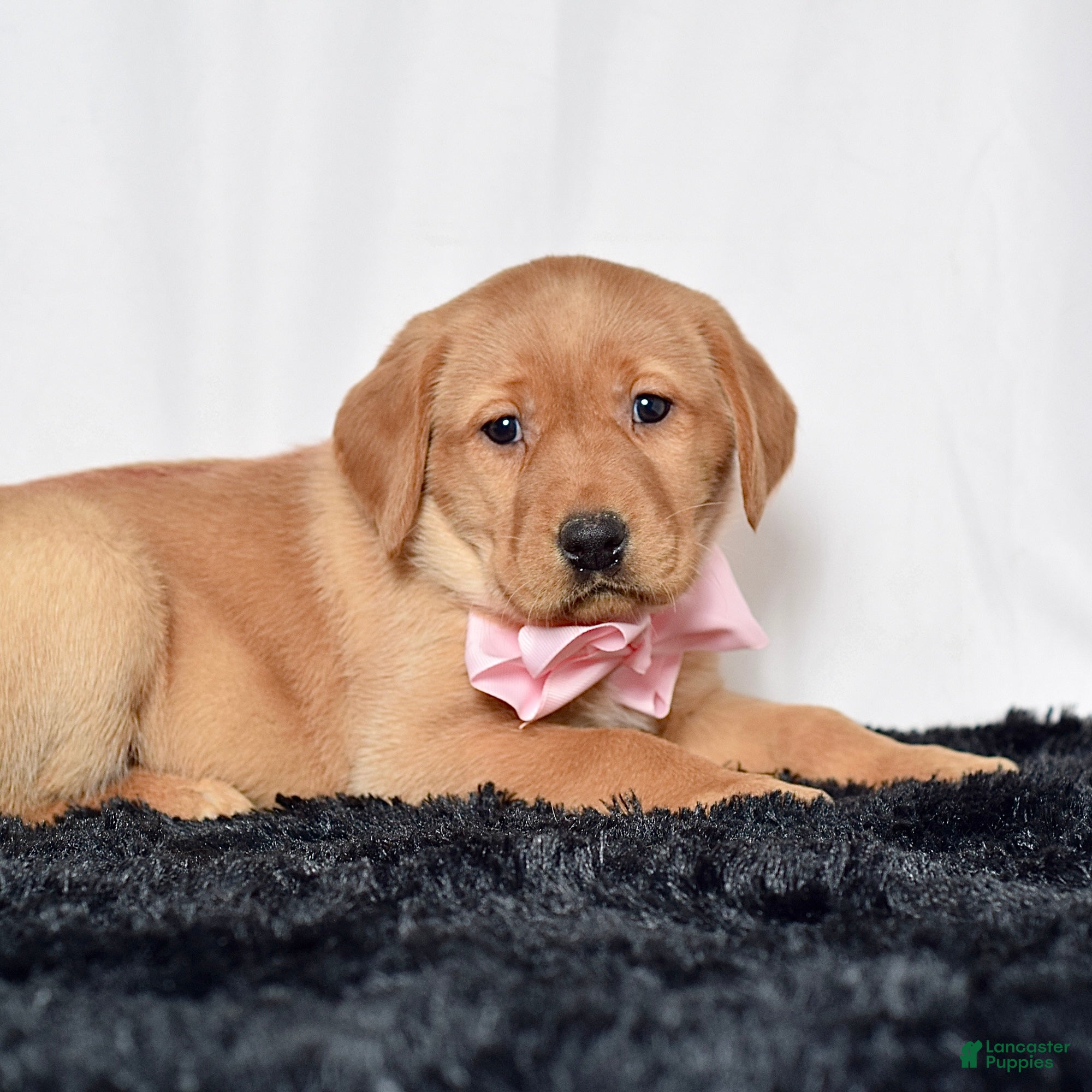 Labrador Retriever dogs Remi - Ad 1