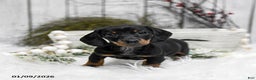 Miniature Dachshund dogs for sale: Abby - Ad 2