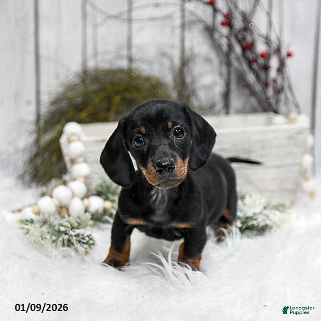 Miniature Dachshund dogs for sale: Abby - Ad 2