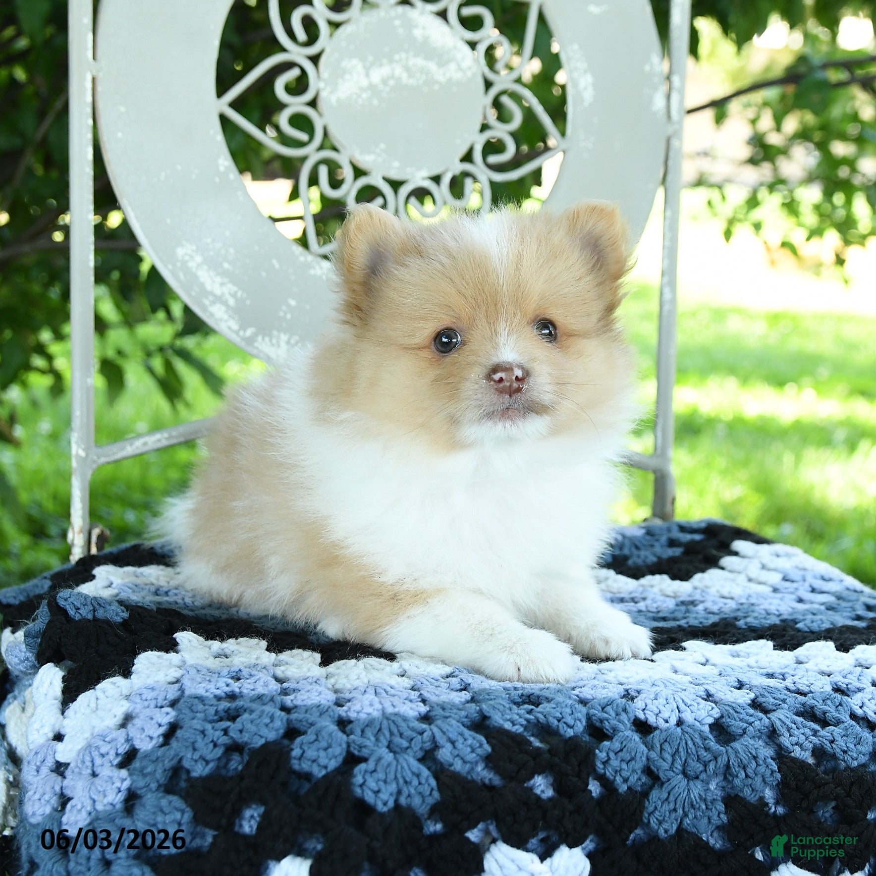 Pomeranian dogs Polo - Ad 2