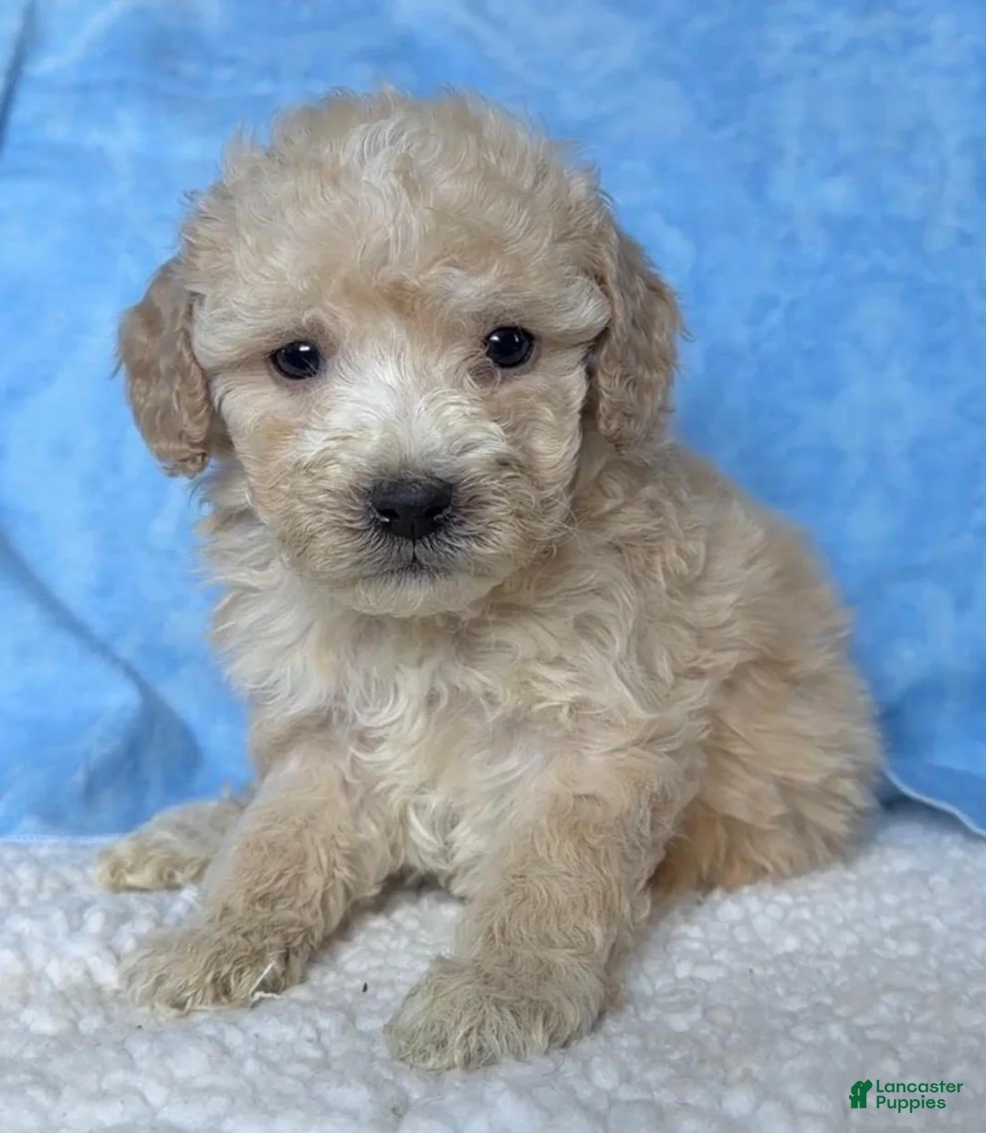 Mini Goldendoodle dogs for sale: Opal - Ad 2