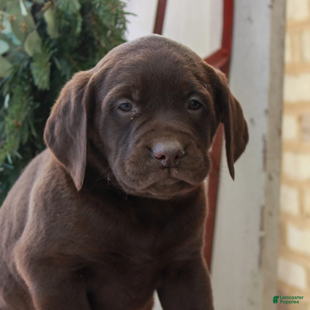 Labrador Retriever dogs for sale: Benny  - Ad 3