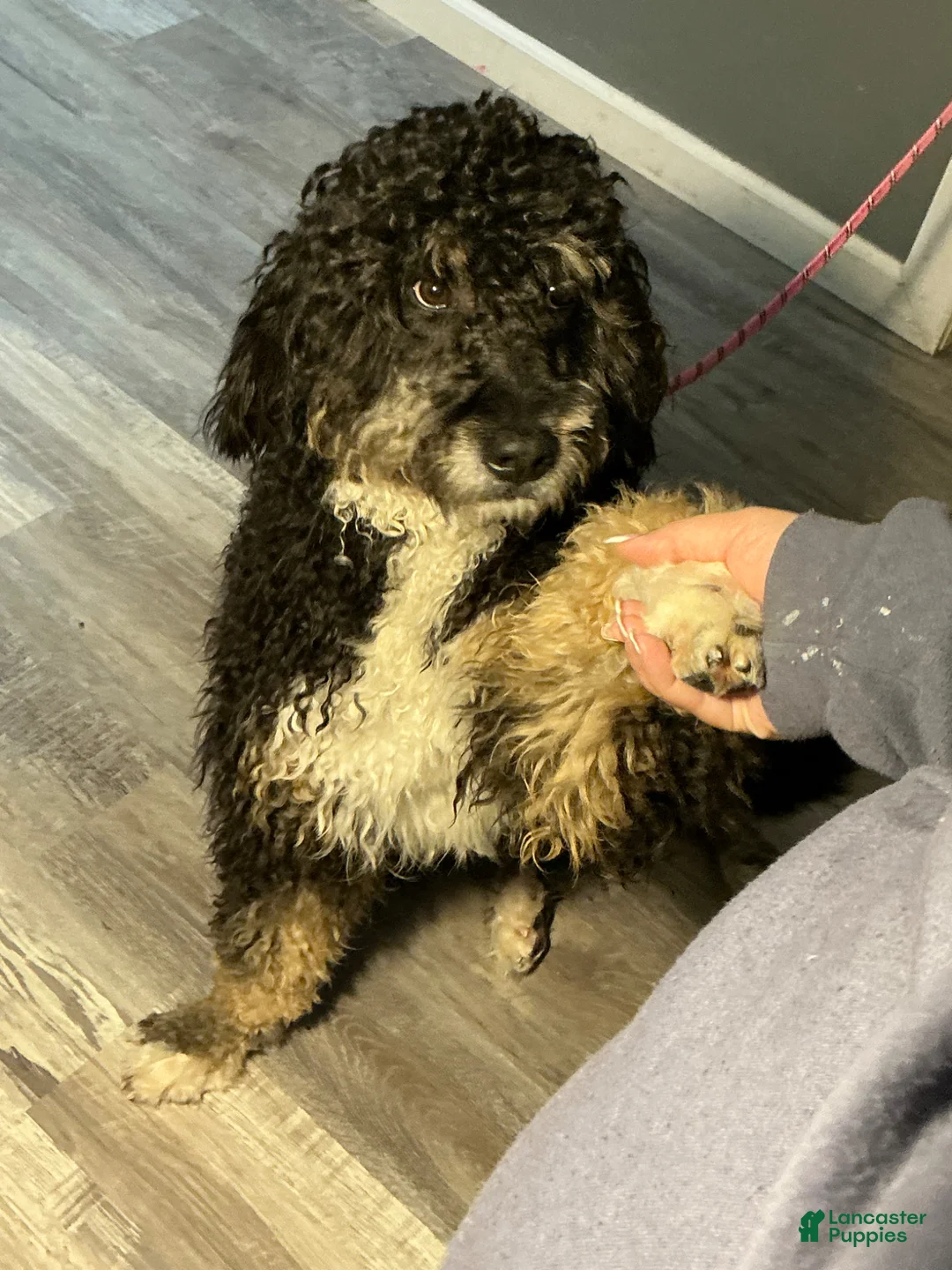 Bernedoodle dogs for sale: Suzy - Ad 2