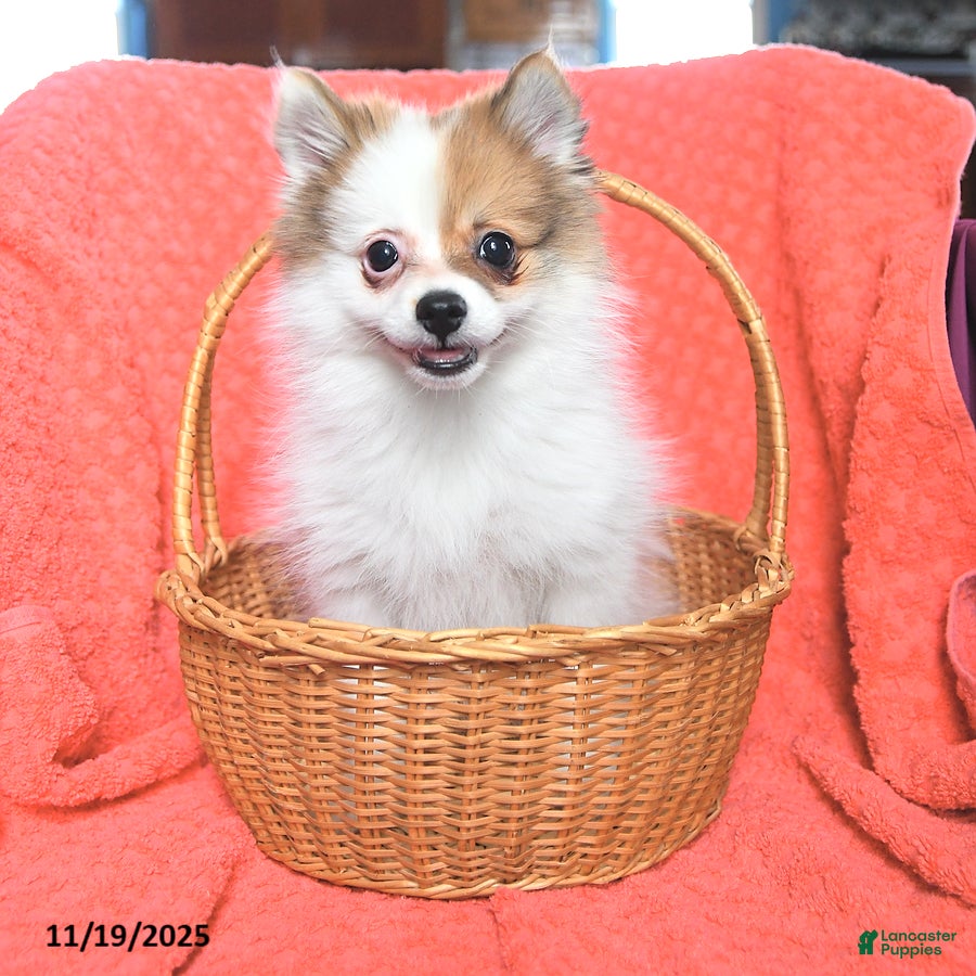 Pomeranian dogs George - Ad 6