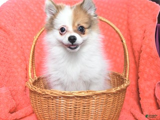 Pomeranian dogs George - Ad 40