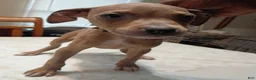 American Pit Bull Terrier dogs for sale: American Pit Bull Terrier 3 - Ad 2