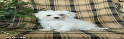 Bichon Frise dogs for sale: Avalon - Ad 2