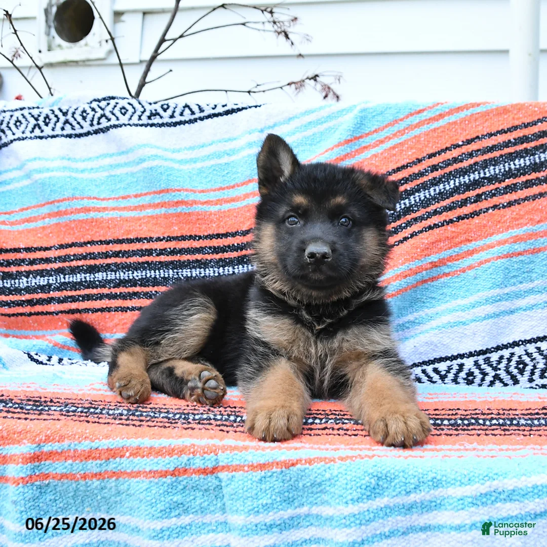 German Shepherd dogs for sale: Leo - Ad 1