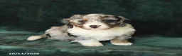 Mini Bernedoodle dogs for sale: Zander - Ad 4