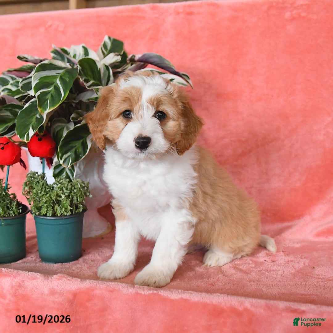 Mini Aussiedoodle dogs for sale: Copper - Ad 2
