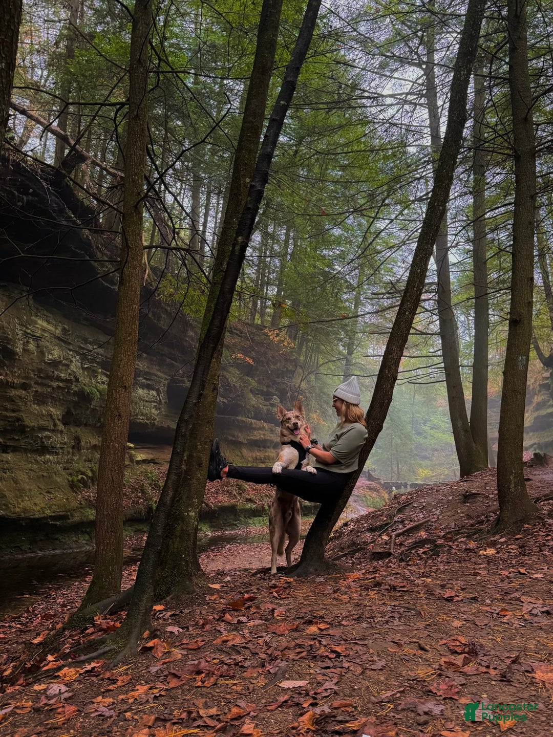 Siberian Husky dogs for stud: Moose Ausky  - Ad 22