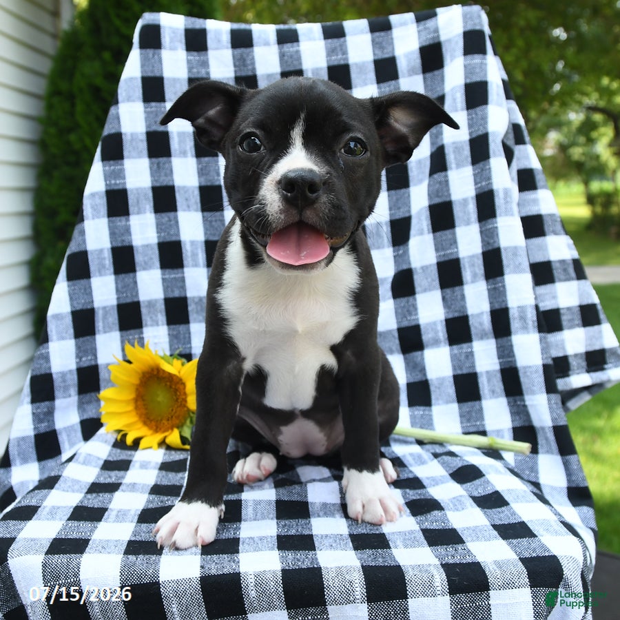 Boston Terrier dogs Zoey - Ad 2