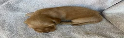 Miniature Dachshund dogs for sale: DAWWG POUND’S POCKET-SIZED QB - Ad 15