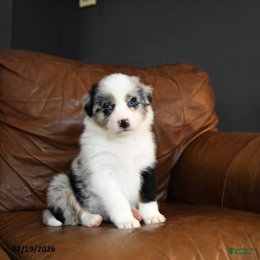 Australian Shepherd dogs Dutton - Ad 2
