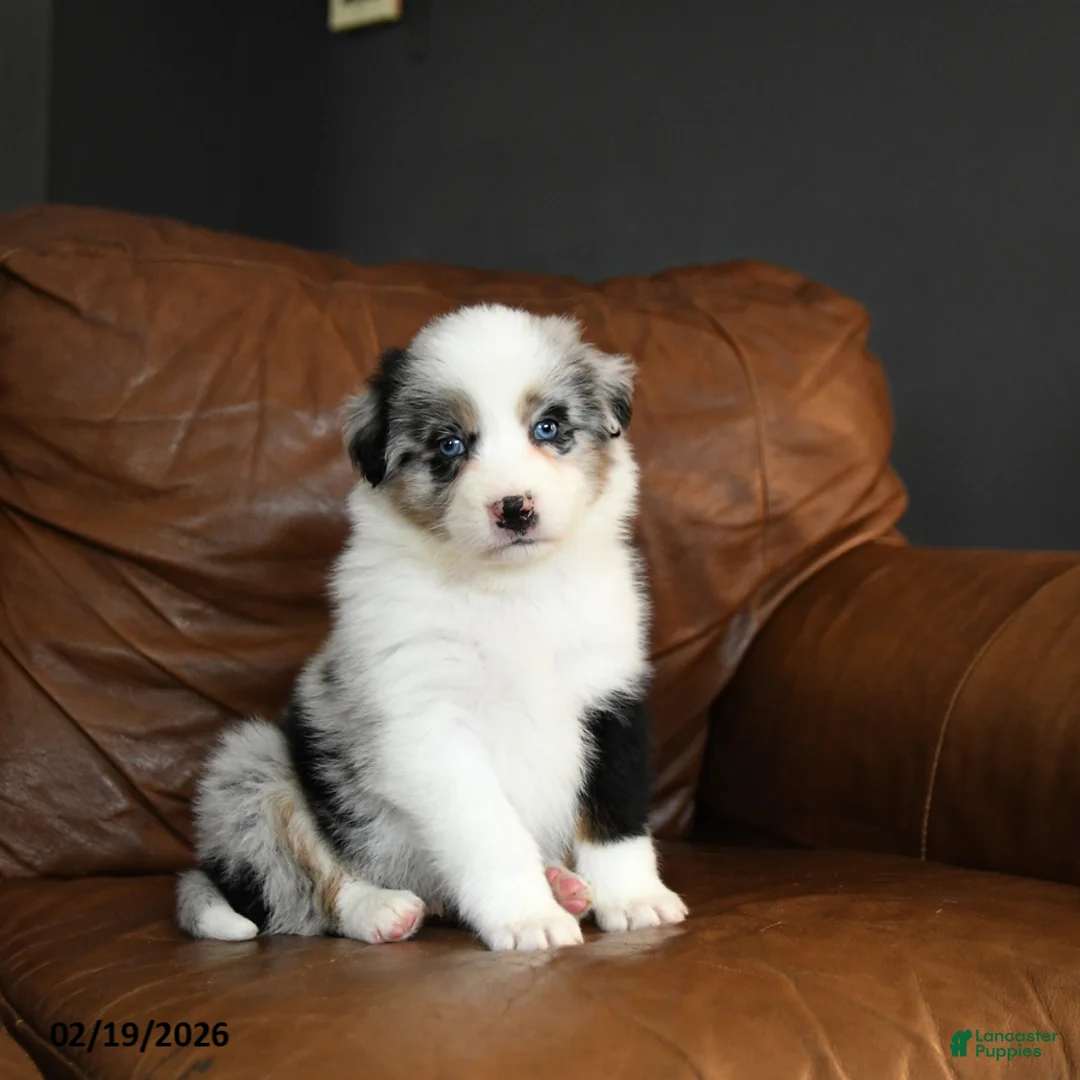 Australian Shepherd dogs for sale: Dutton - Ad 2