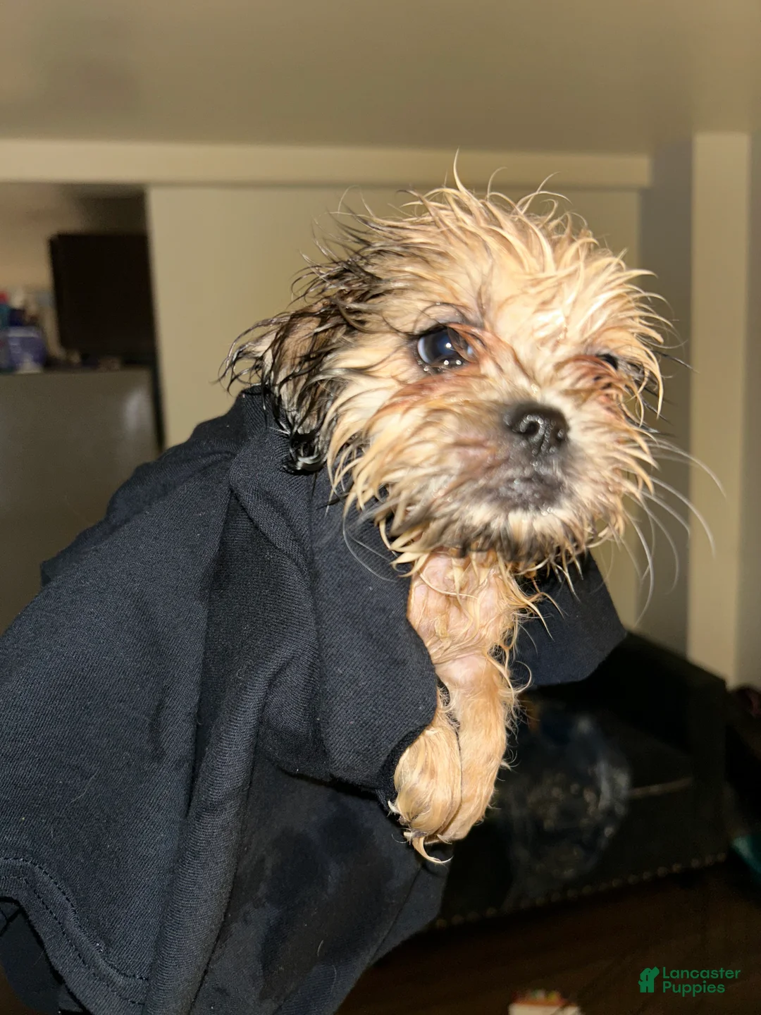 Malshi dogs for sale: Malshi Puppy 2 - Ad 1