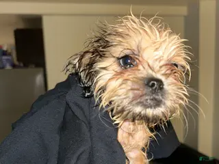 Malshi dogs Malshi Puppy 2 - Ad 11