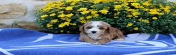 Pomeranian dogs for sale: Kyle - Ad 2