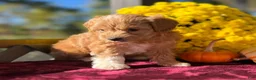 Mini Goldendoodle dogs for sale: Toto (Micro Mini Goldendoodle) - Ad 4