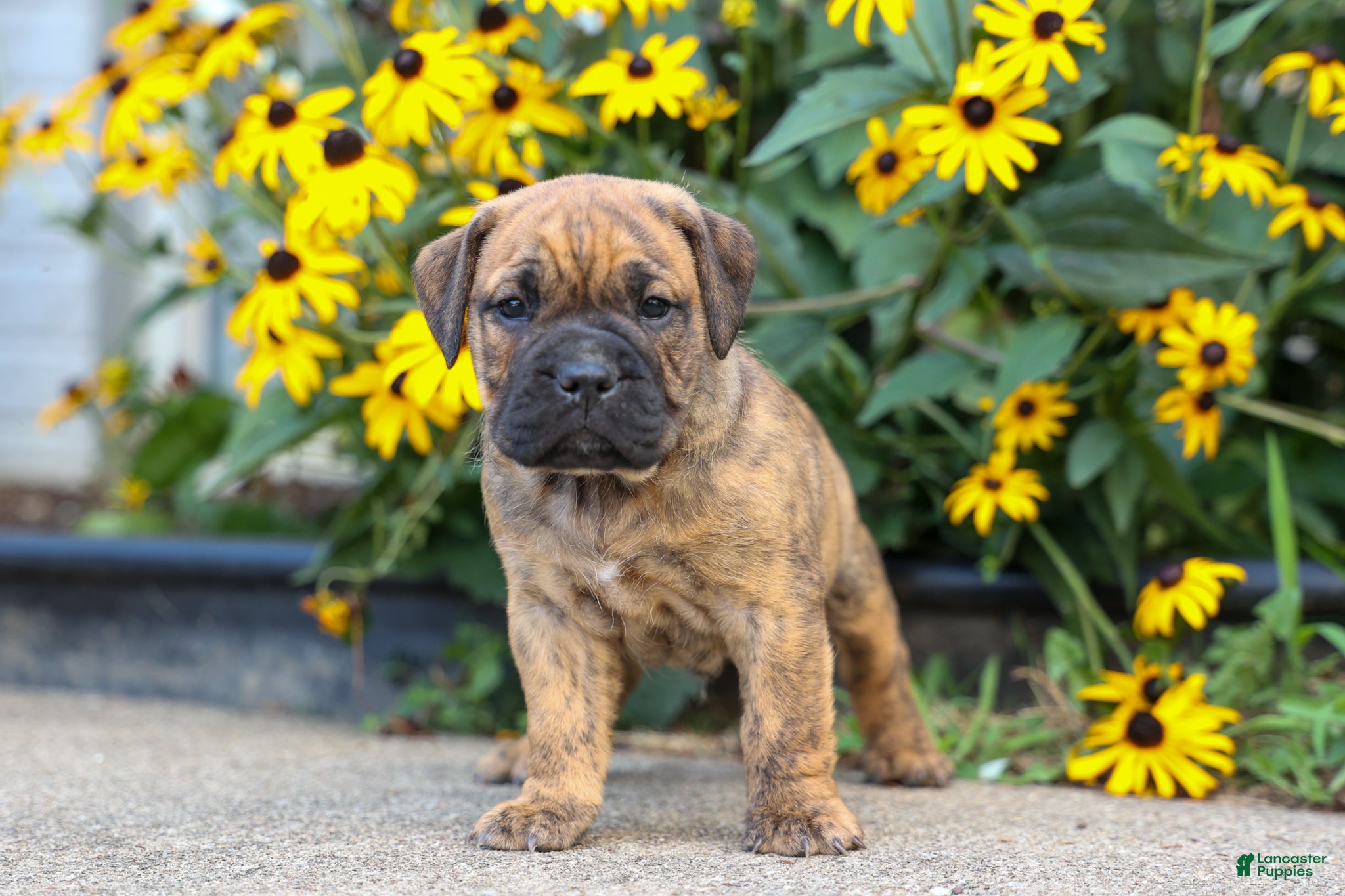 Beabull dogs Archie 🐶 - Ad 1