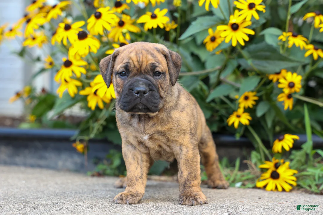 Beabull dogs for sale: Archie 🐶 - Ad 1