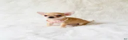 Chihuahua dogs for sale: Marley - Ad 1