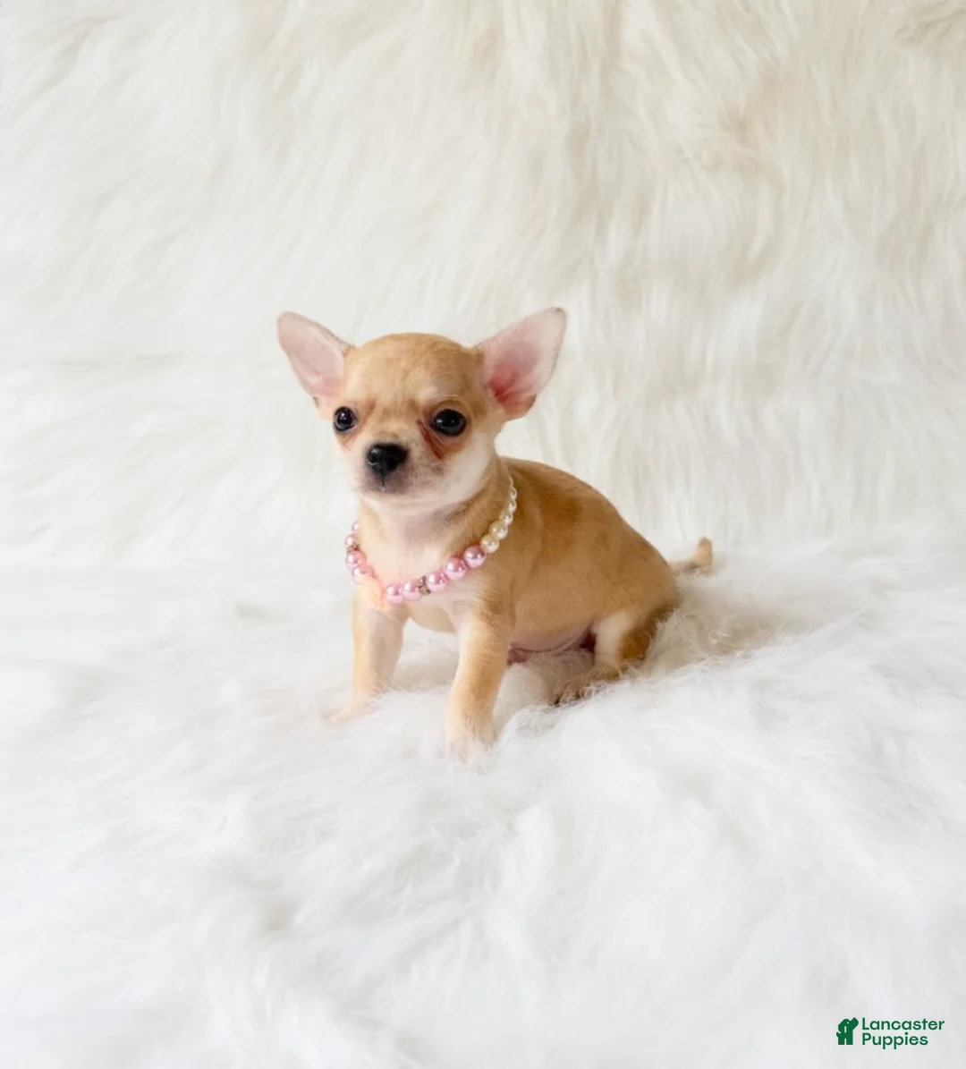 Chihuahua dogs for sale: Marley - Ad 1